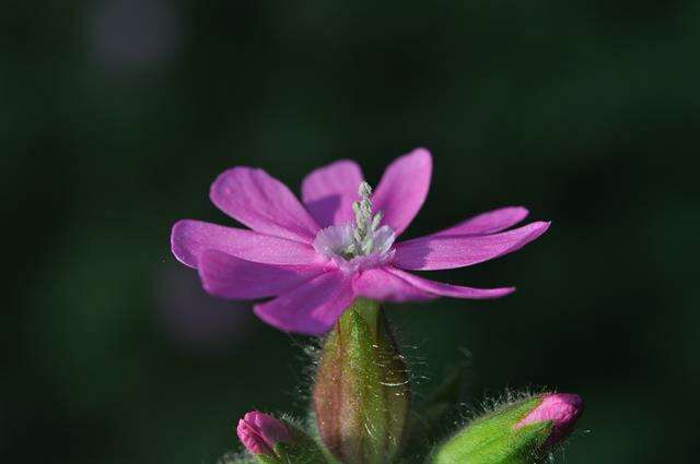 Слика од Silene