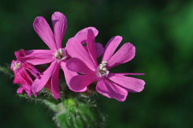 Слика од Silene