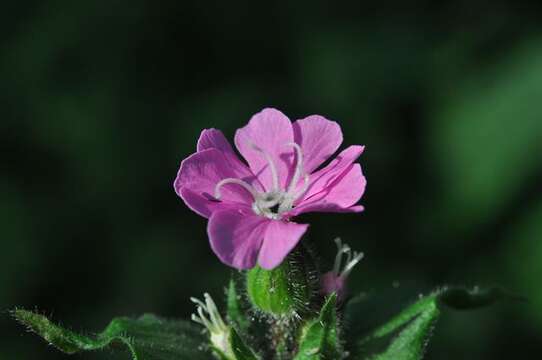 Image of Catchfly