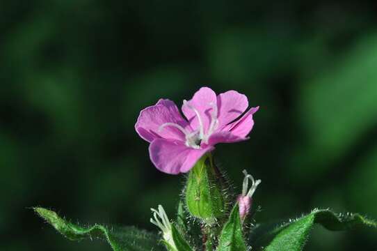 Слика од Silene