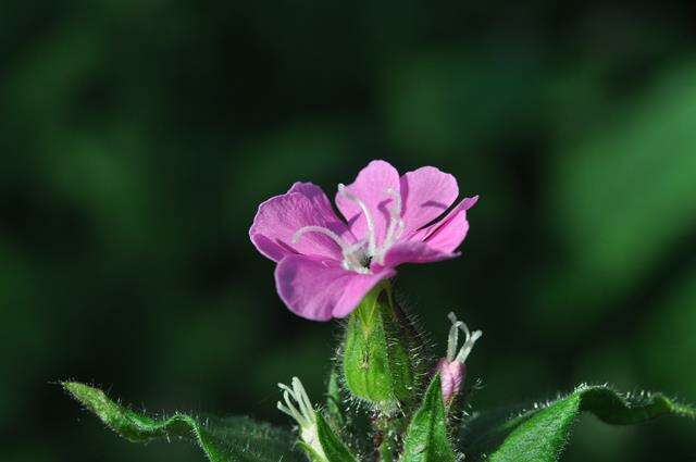 Слика од Silene