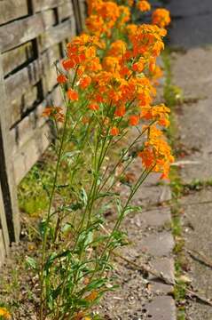 Image of wallflower