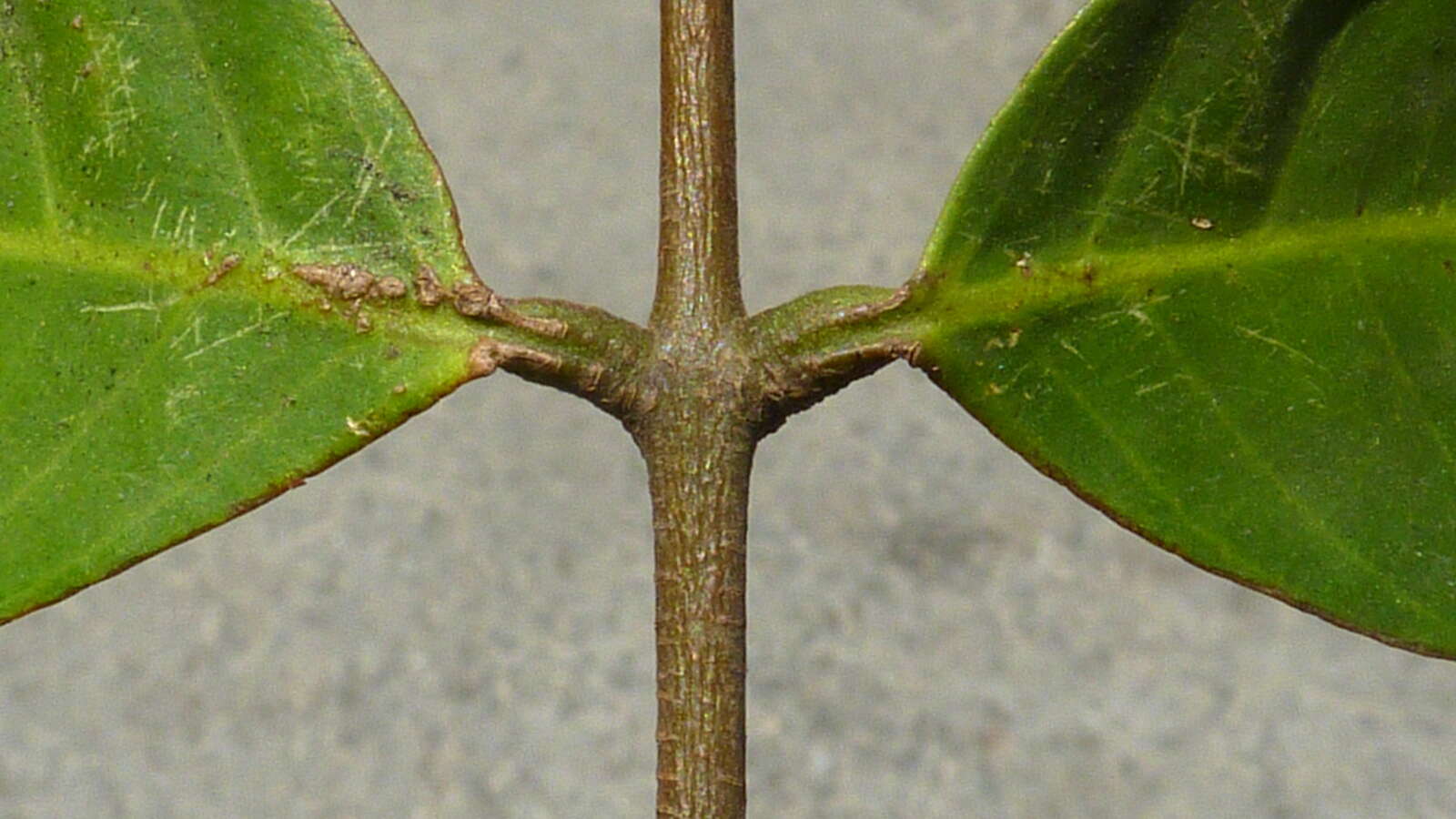 Image of American muskwood