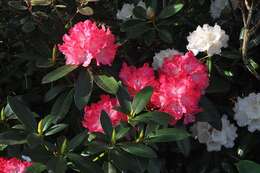 Image of Rhododendron yakusimanum Nakai