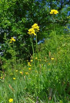 Crepis praemorsa (L.) Tausch resmi