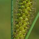 Imagem de Carex rostrata Stokes