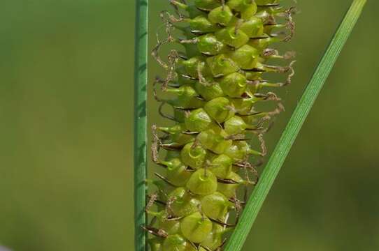 Imagem de Carex rostrata Stokes