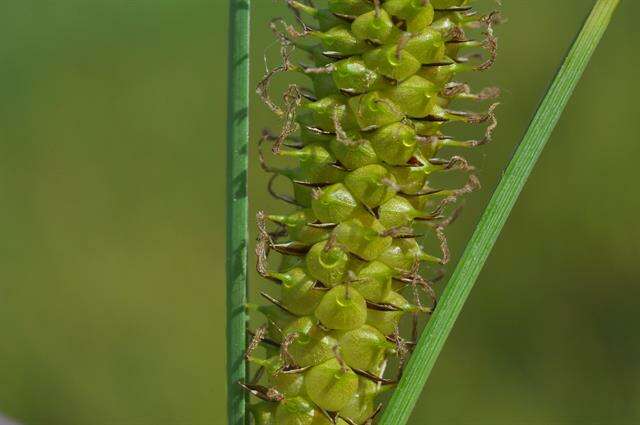 Image of beaked sedge