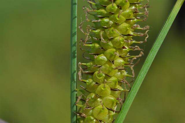 Image of beaked sedge