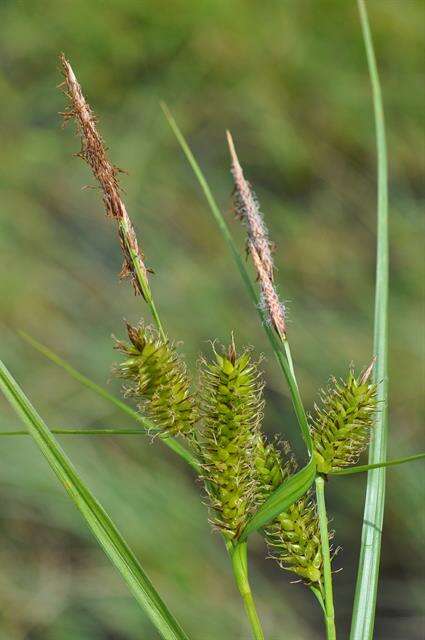 Imagem de Carex vesicaria L.