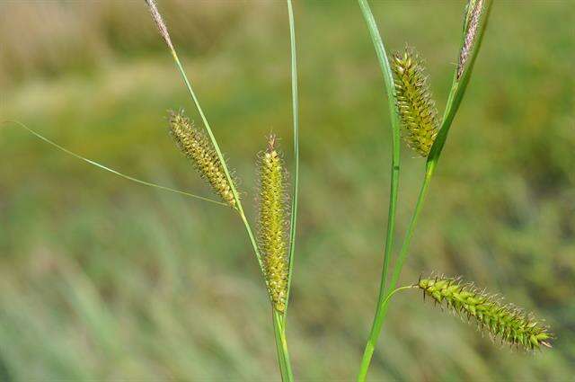 Imagem de Carex vesicaria L.