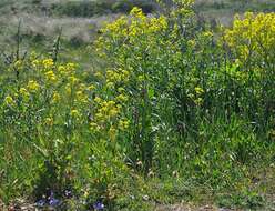 Image of wartycabbage