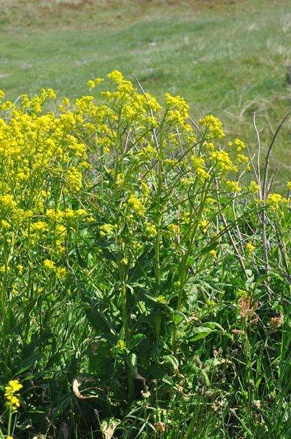 Image of wartycabbage