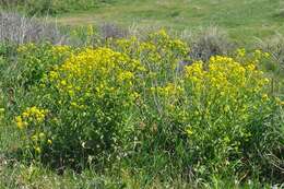 Image of wartycabbage