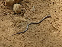 Image of Lined Supple Skink