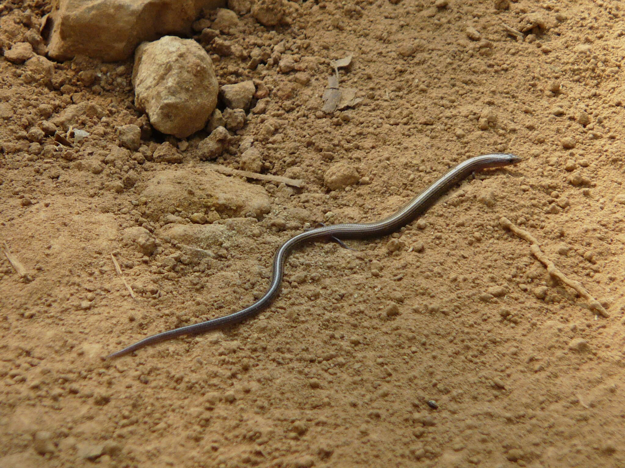 Image of Lined Supple Skink