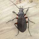 Imagem de Carabus (Carabus) granulatus Linnaeus 1758