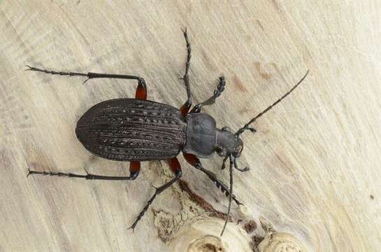 Image of true ground beetle genus