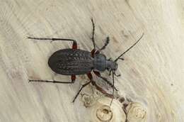 Image of true ground beetle genus