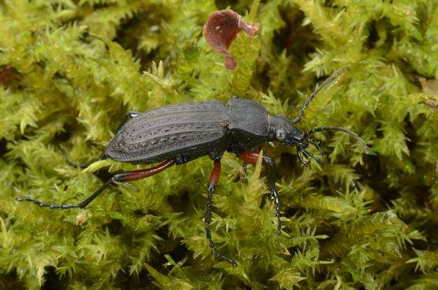 Image of true ground beetle genus