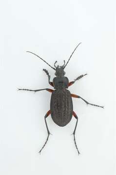 Image of true ground beetle genus