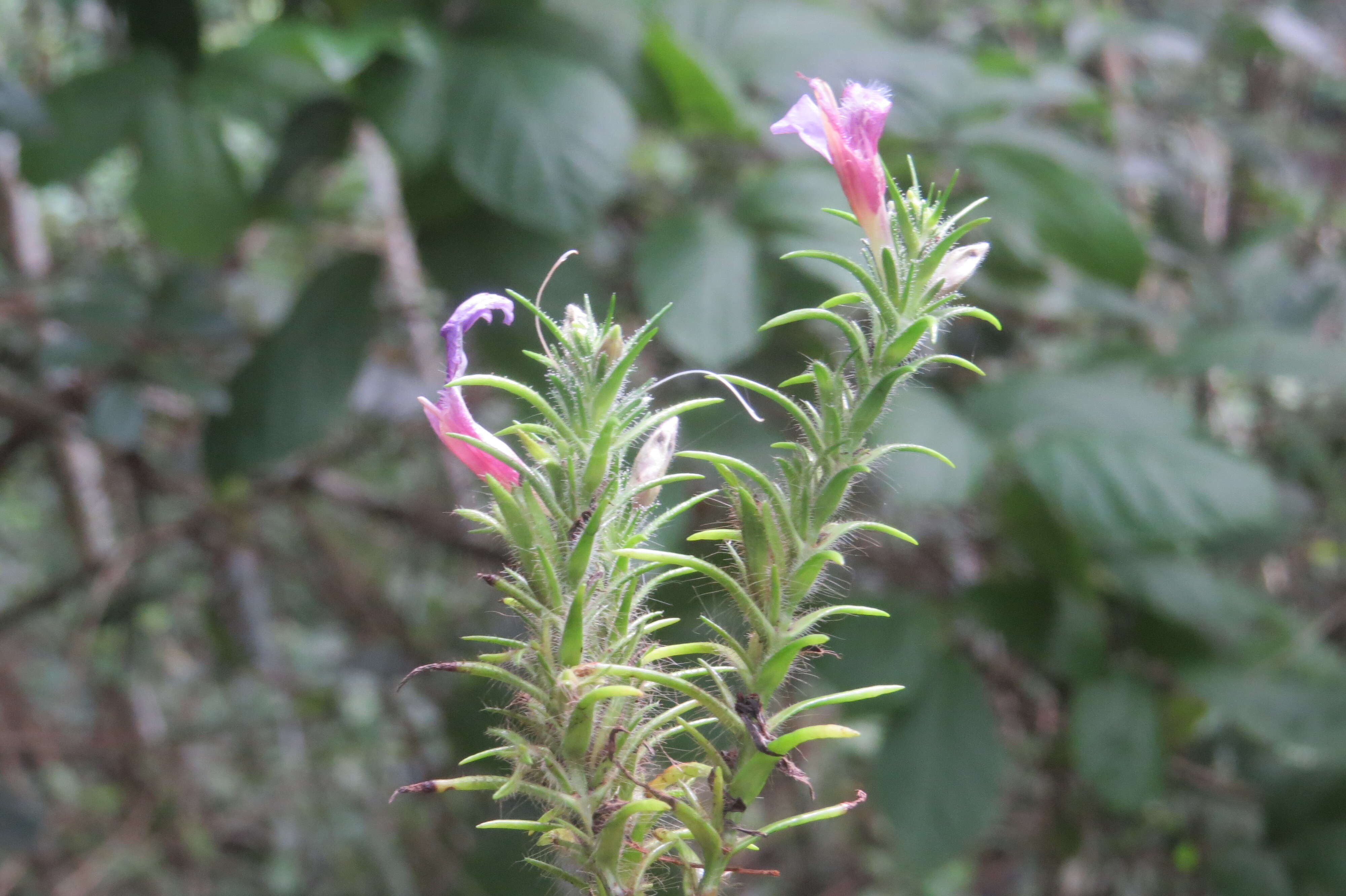 Strobilanthes integrifolius (Dalz.) Kuntze resmi