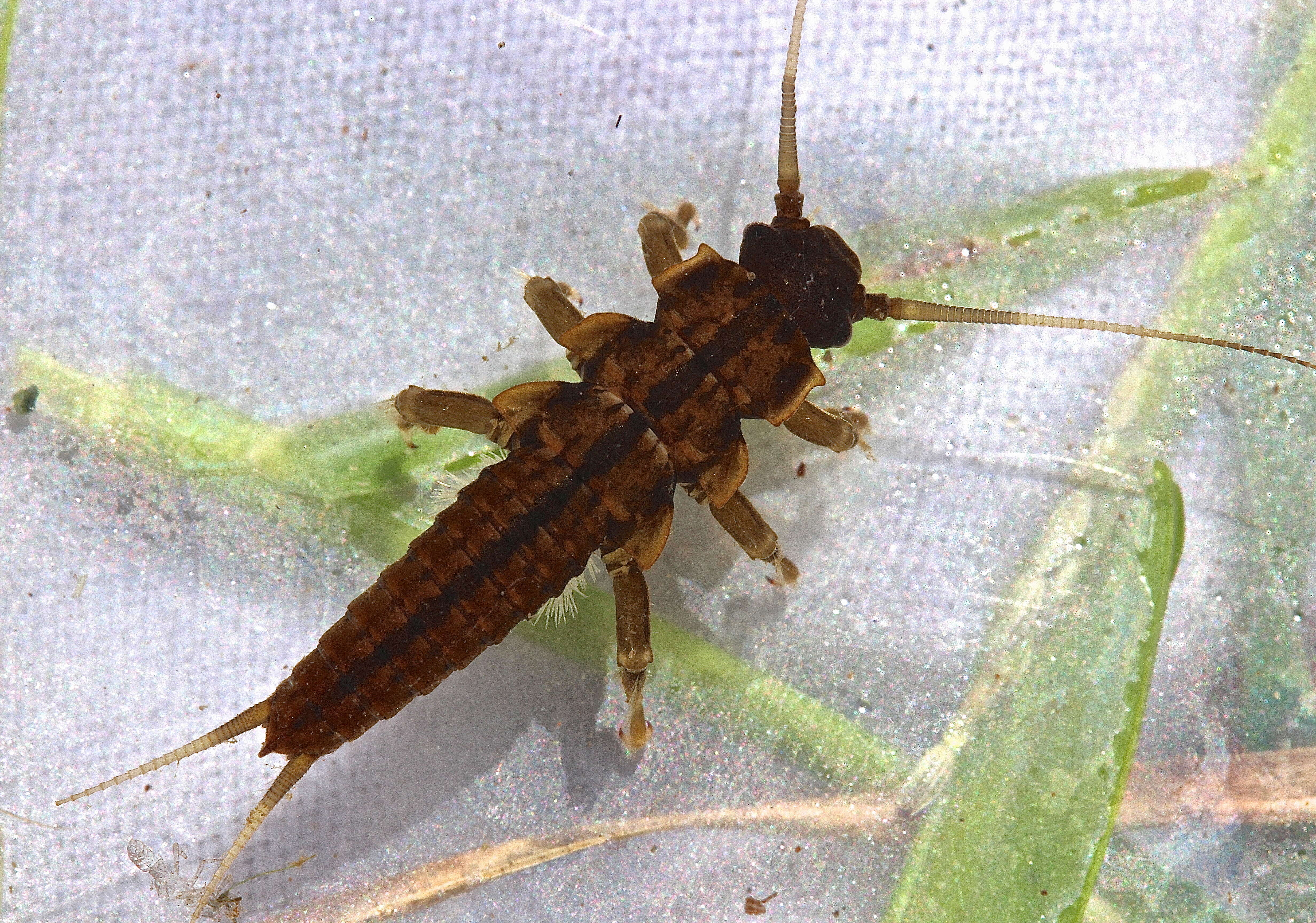 Image of American Salmonfly