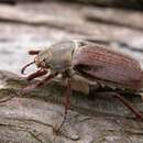 Image of Common cockchafer