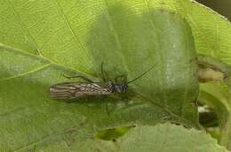 Image of spring stoneflies