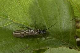 Image of spring stoneflies