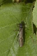 Image of spring stoneflies