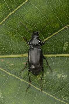 Image of Pterostichus (Pseudomaseus) nigrita (Paykull 1790)