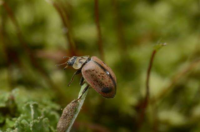 Image of Aphidecta