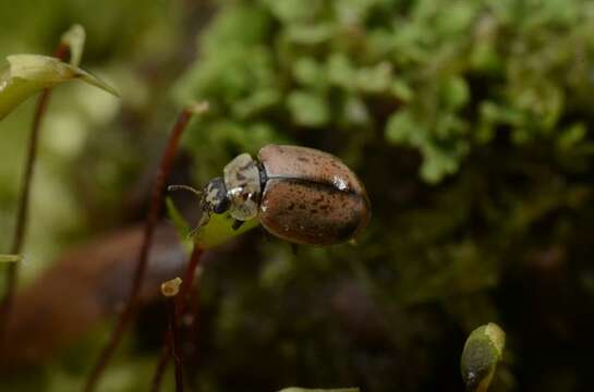 Image of Aphidecta