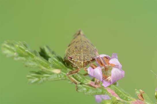 Image of spittlebugs