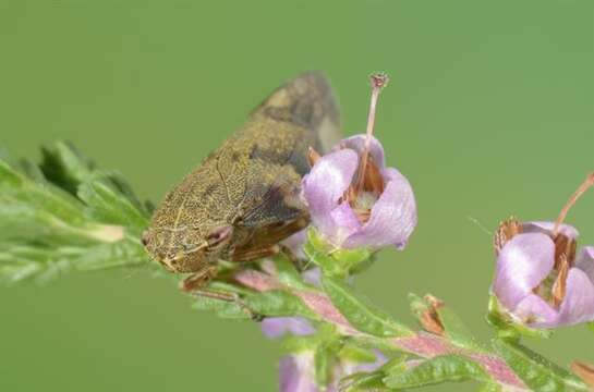 Image of spittlebugs