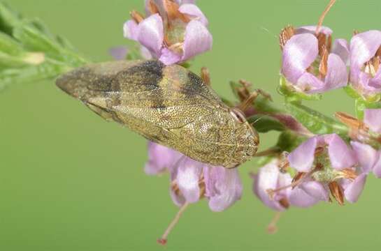 Image of spittlebugs