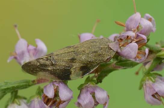 Image of spittlebugs