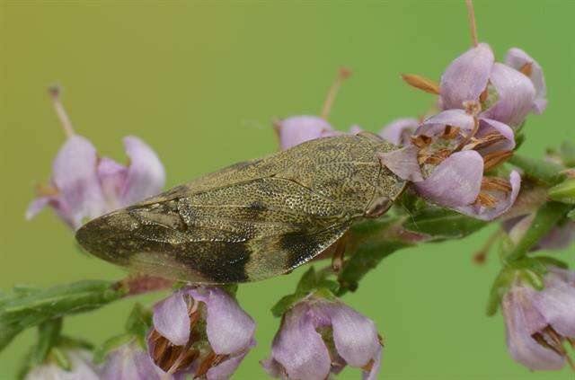 Слика од Aphrophoridae