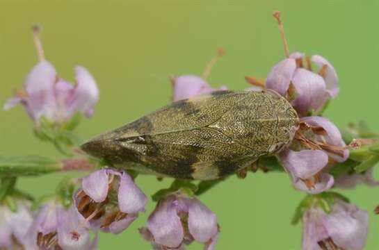 Image of spittlebugs