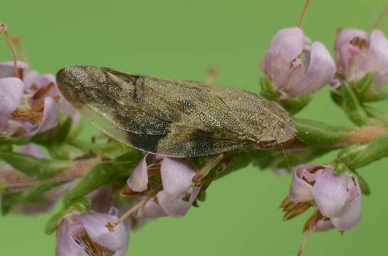 Image of spittlebugs