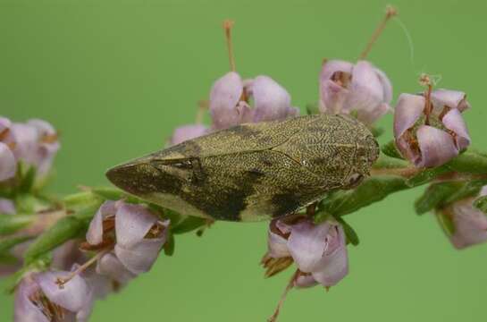 Image of spittlebugs