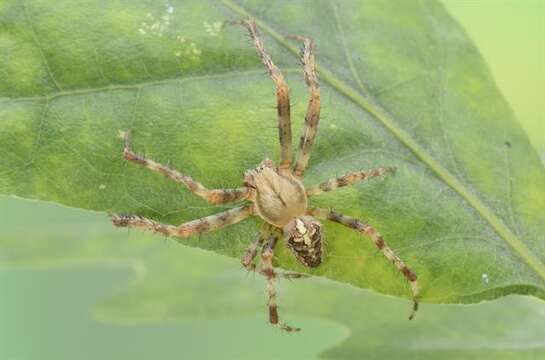 Imagem de Araneus