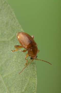 Image of Flea Beetles