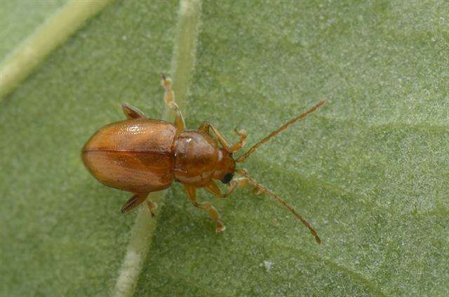 Image of Flea Beetles