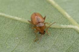Image of Flea Beetles