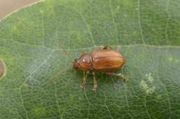 Image of Flea Beetles