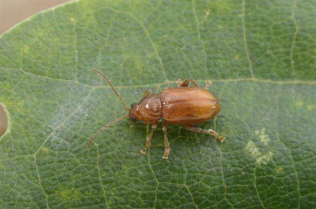 Image of Flea Beetles