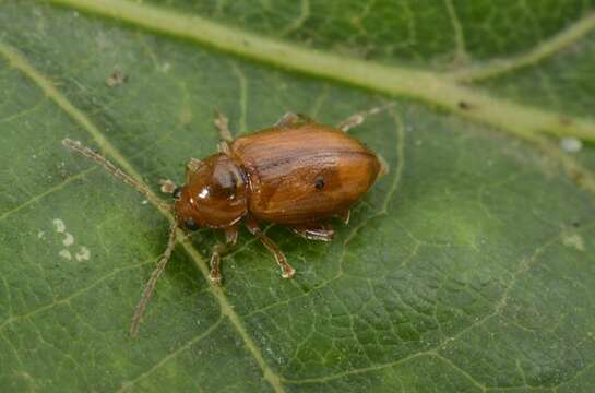 Image of Flea Beetles