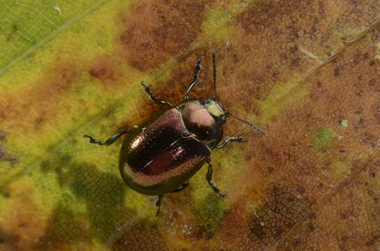 Image of <i>Chrysolina brunsvicensis</i>